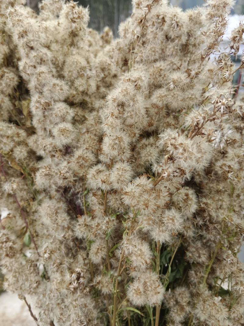 黔南一枝黄花
