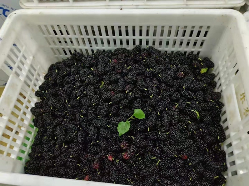 全国畅销水果之一桑葚基地直接对接批量新鲜上市