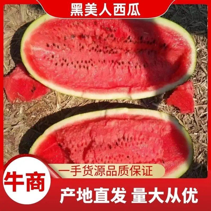 本地黑美人大量上市中，有电商专用四斤起小瓜，走市场品质保障