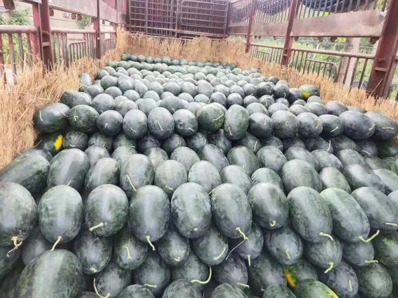 本地黑美人大量上市中，有电商专用四斤起小瓜，走市场品质保障