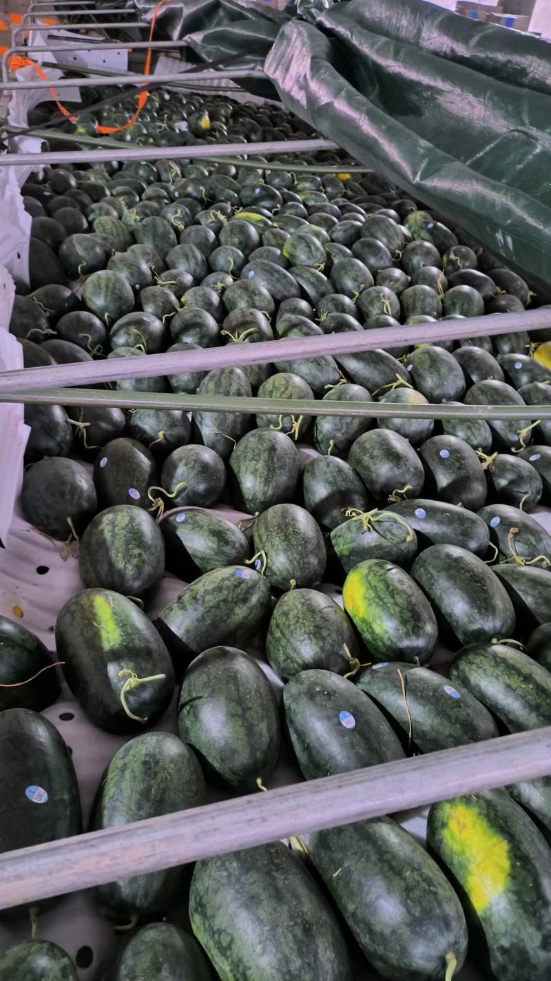 本地黑美人大量上市中，有电商专用四斤起小瓜，走市场品质保障
