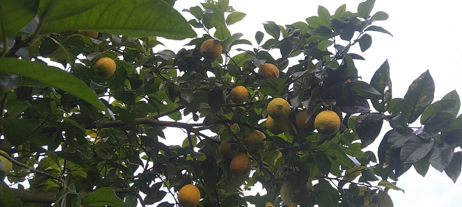安岳柠檬在阳光下展示其金黄果皮与饱满果实