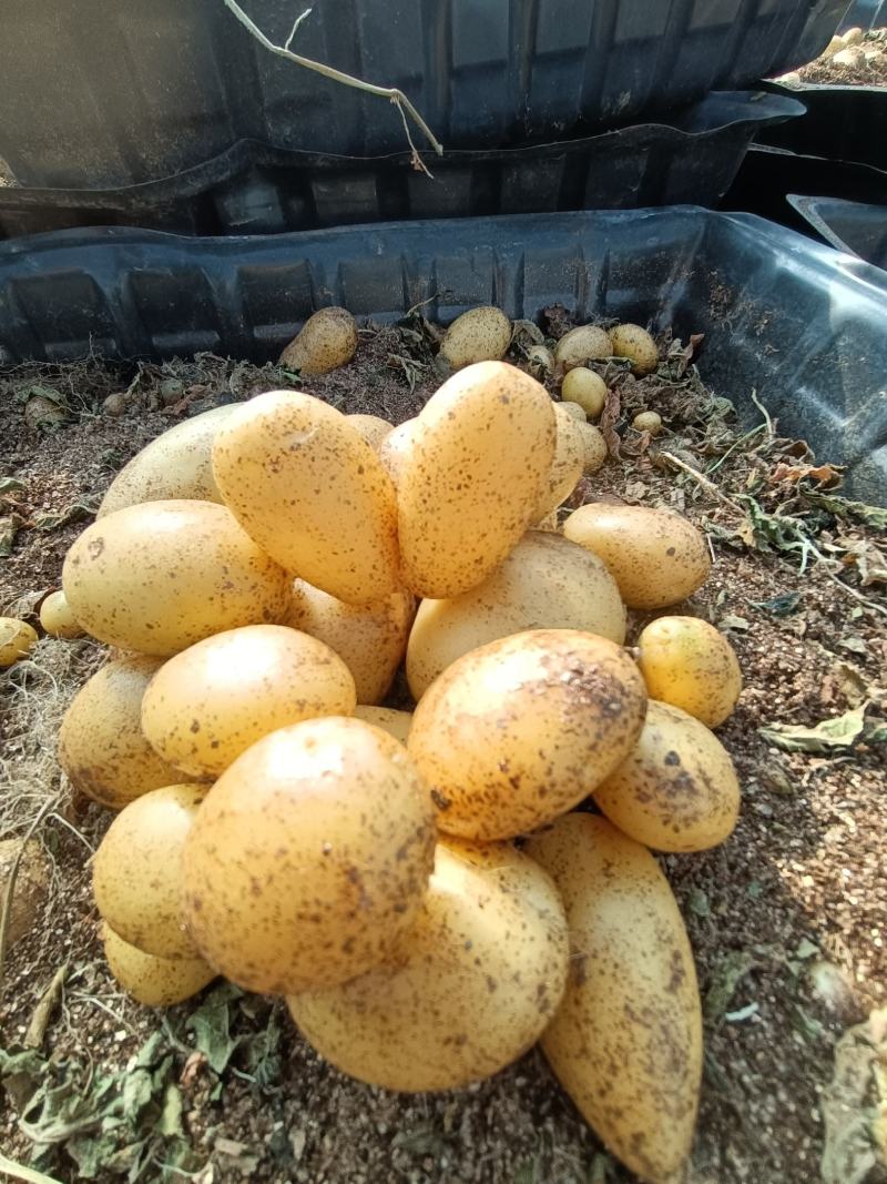 沃土微型薯