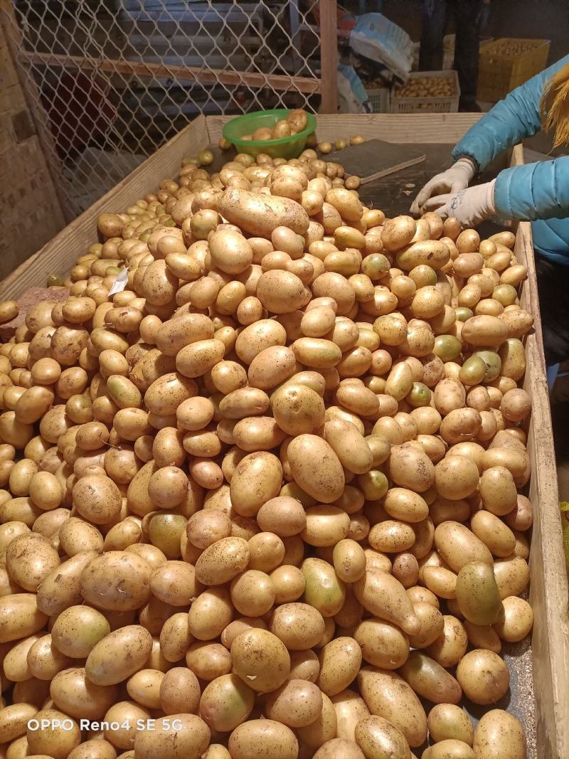 沃土微型薯