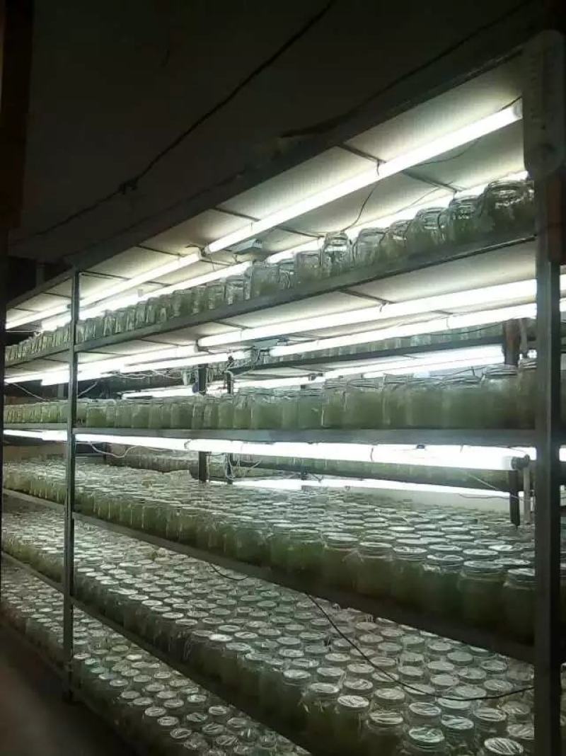 沃土微型薯