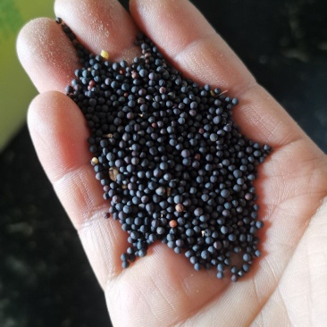 油菜籽量大质量好一手货源