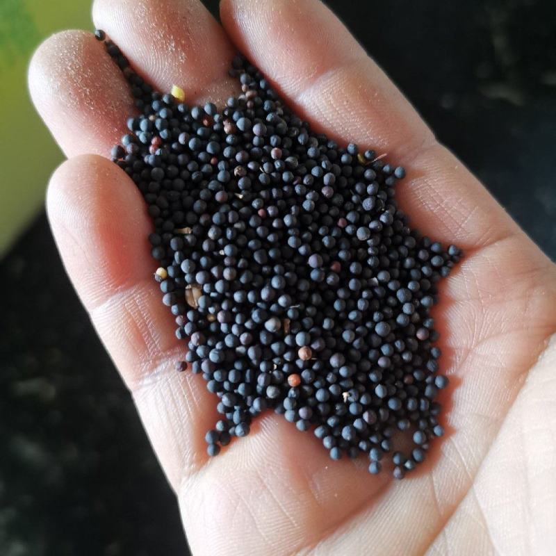 油菜籽量大质量好一手货源