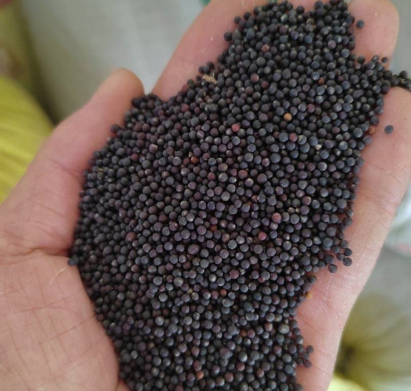 油菜籽量大质量好一手货源
