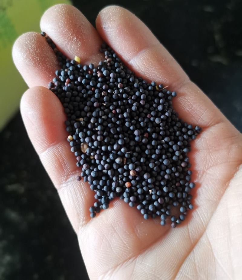 油菜籽量大质量好一手货源