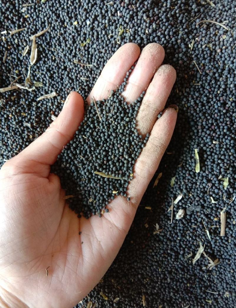 油菜籽量大质量好一手货源