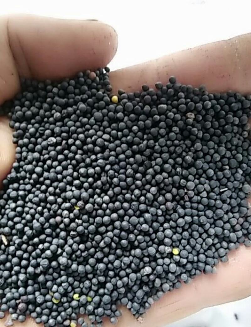 油菜籽量大质量好一手货源