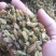 新疆优质梭梭苗，大量供应品质保障可视频看货