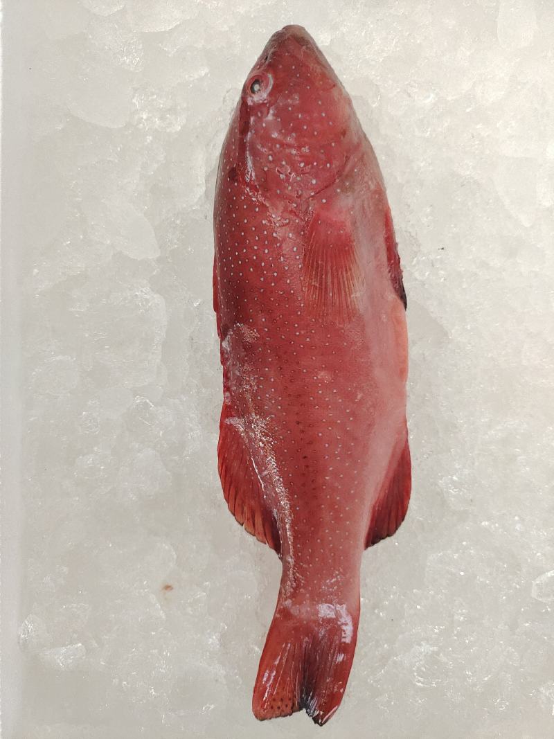 海鲜大礼包批发，海丰佳（家）宴C套餐，福兔贺岁海鲜礼包，
