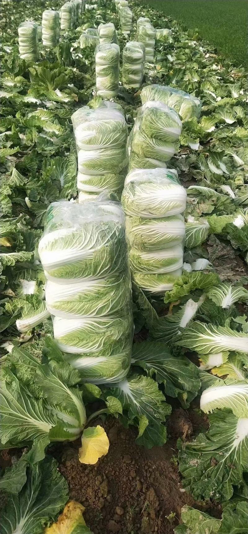 黄心白菜~青杂3号白菜专业代发电商平台超市加工厂~泡菜厂