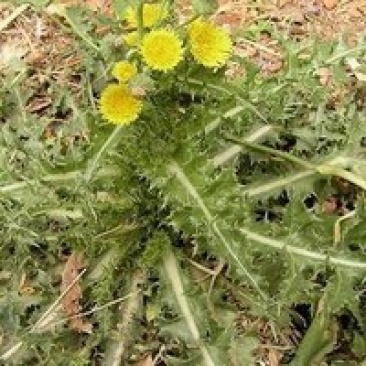 野生续断菊