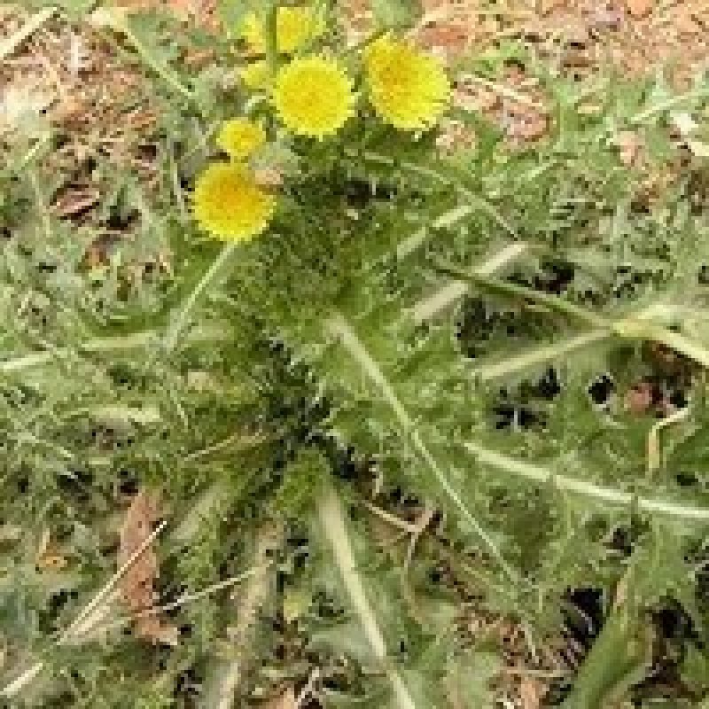 野生续断菊