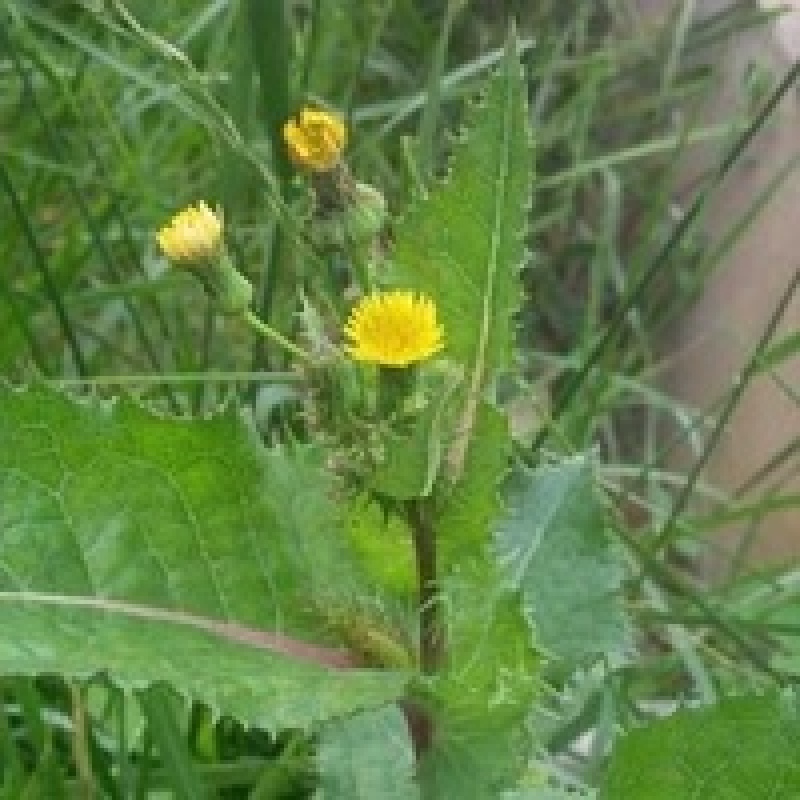 野生续断菊