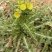 野生续断菊