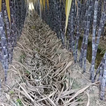 广西黑皮甘蔗v