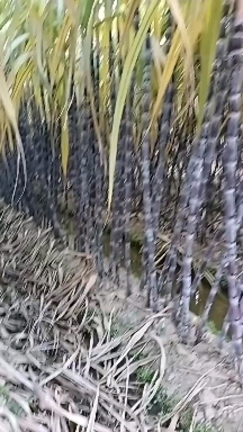 广西黑皮甘蔗v