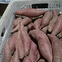 山东产西瓜红蜜薯纯沙土地种植，皮色和果肉都是红色的