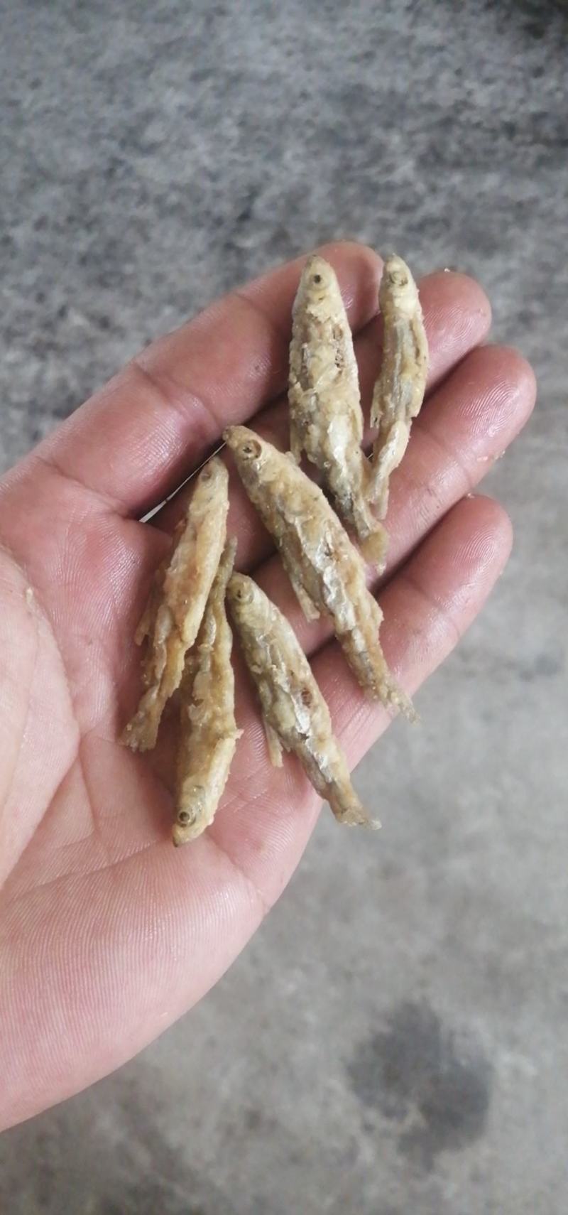 面粉鱼3到6公分中小规格