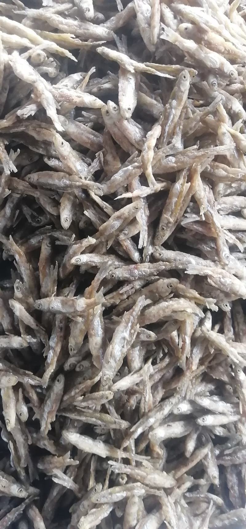 面粉鱼3到6公分中小规格