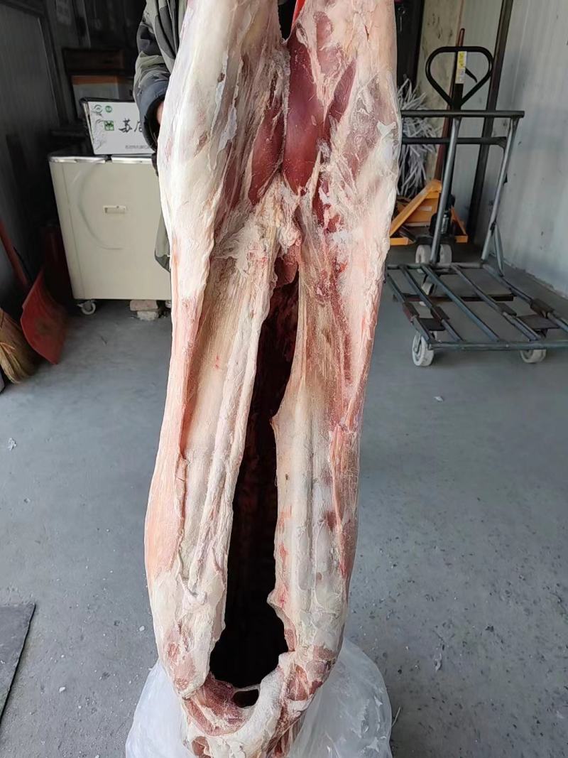 【大羊白条】当地草原羊绵羊的新货！去头蹄内脏净腔带尾