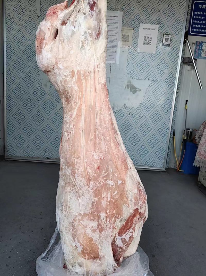 【大羊白条】当地草原羊绵羊的新货！去头蹄内脏净腔带尾