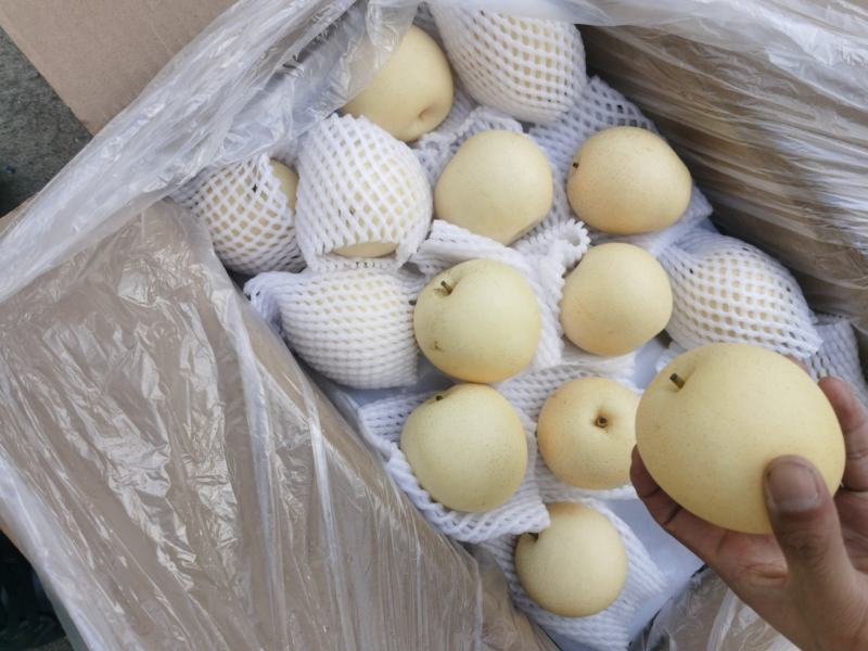 皇冠次梨，质量好，价格低，欢迎各界老板前来收购，产区供应