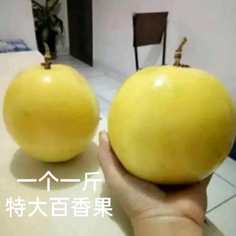 新品种金霸黄金百香果苗1个2斤庭院种植盆栽南北方种植