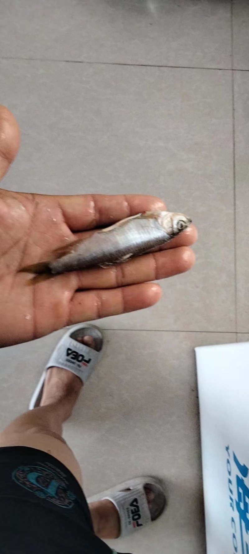 大嘴马口白鱼桃花鱼马口大嘴白鱼鲫鱼草鱼