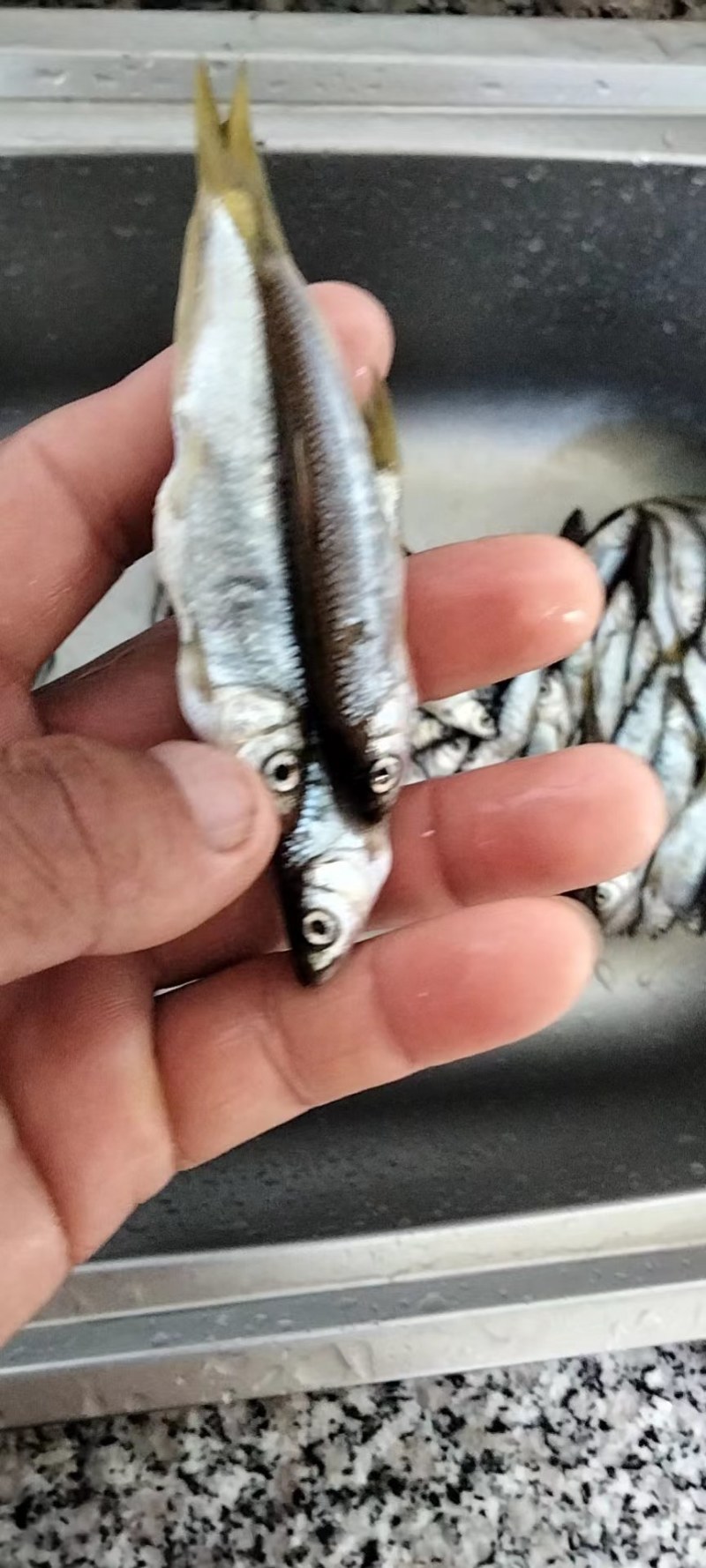 大嘴马口白鱼桃花鱼马口大嘴白鱼鲫鱼草鱼