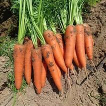 【推荐】三红胡萝卜，万亩种植基地供应，质量好，诚信