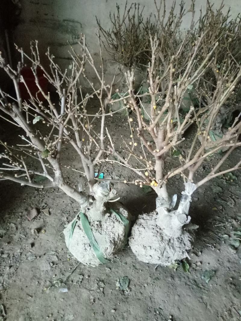 精品老桩带大龟素心腊梅70-75cm高满满花苞特价