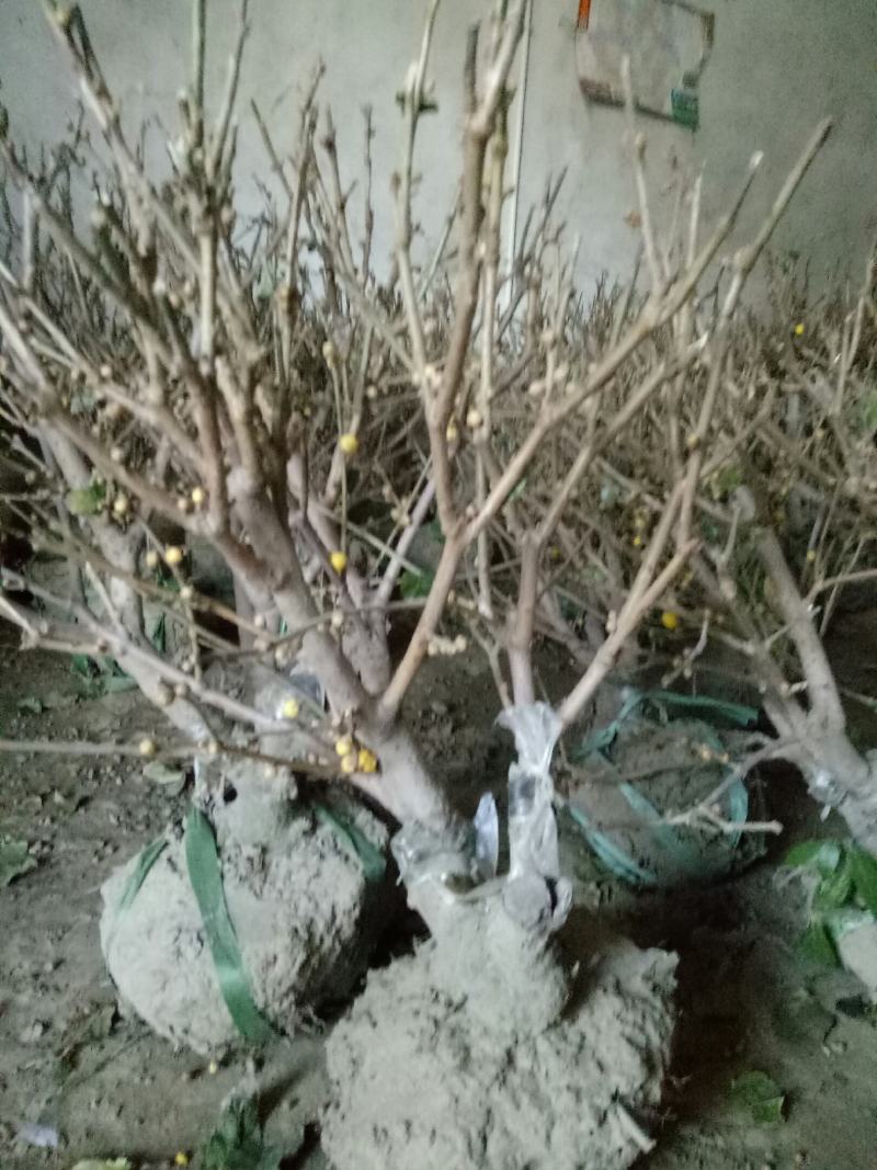 精品老桩带大龟素心腊梅70-75cm高满满花苞特价