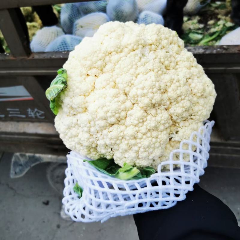 松花菜河南有机花菜代收代发代加工货源足