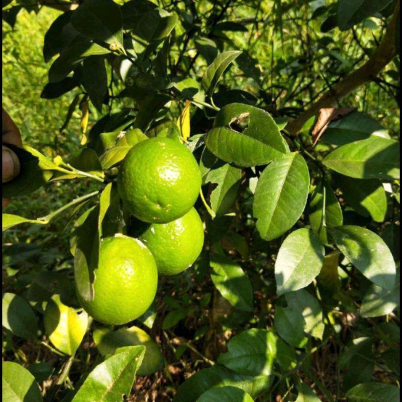 野生土柠檬