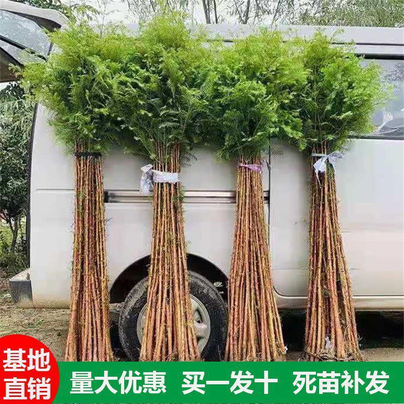 速生水杉树苗落羽杉小苗庭院河边道路农田占地护坡四季常青杉