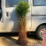 速生水杉树苗落羽杉小苗庭院河边道路农田占地护坡四季常青杉