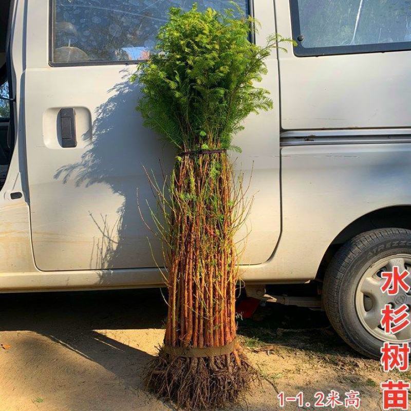 速生水杉树苗落羽杉小苗庭院河边道路农田占地护坡四季常青杉