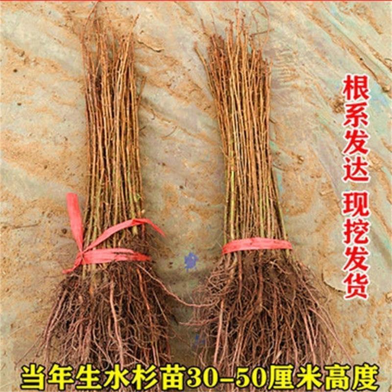 速生水杉树苗落羽杉小苗庭院河边道路农田占地护坡四季常青杉