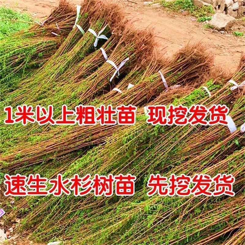 速生水杉树苗落羽杉小苗庭院河边道路农田占地护坡四季常青杉
