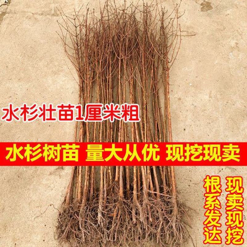 速生水杉树苗落羽杉小苗庭院河边道路农田占地护坡四季常青杉
