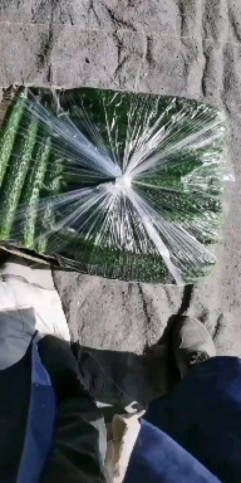 精品黄瓜，密刺黄瓜，黑油亮，长度25--30公分物美价廉