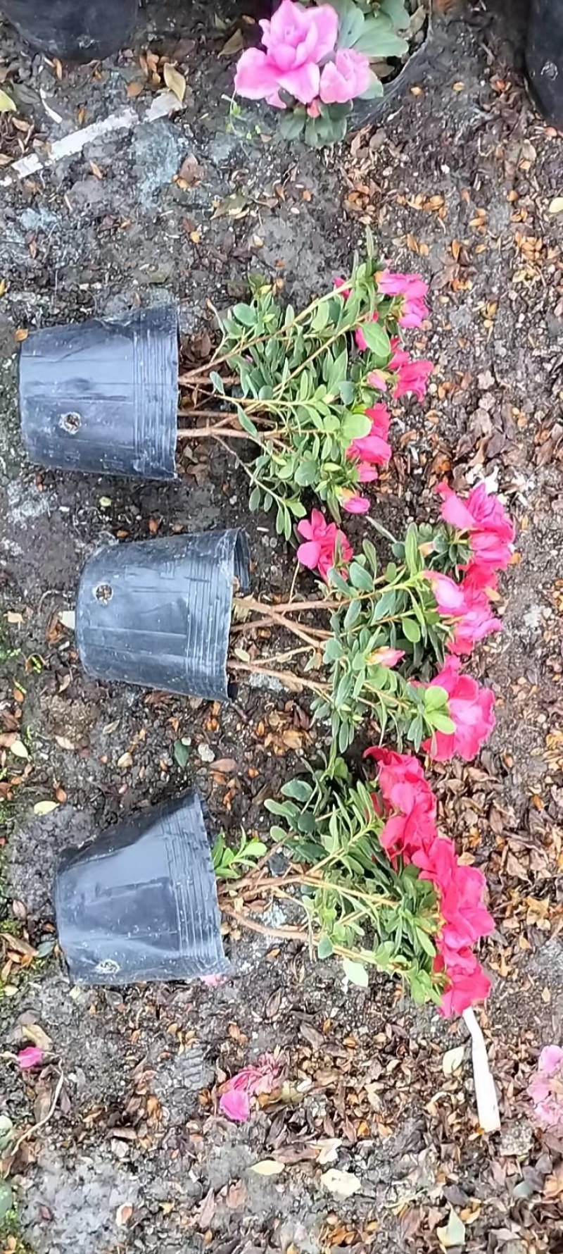 批发杜鹃西洋鹃杯苗基地自产自销一手货源视频看货