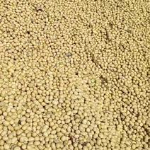 我有十几万斤黄豆要卖。