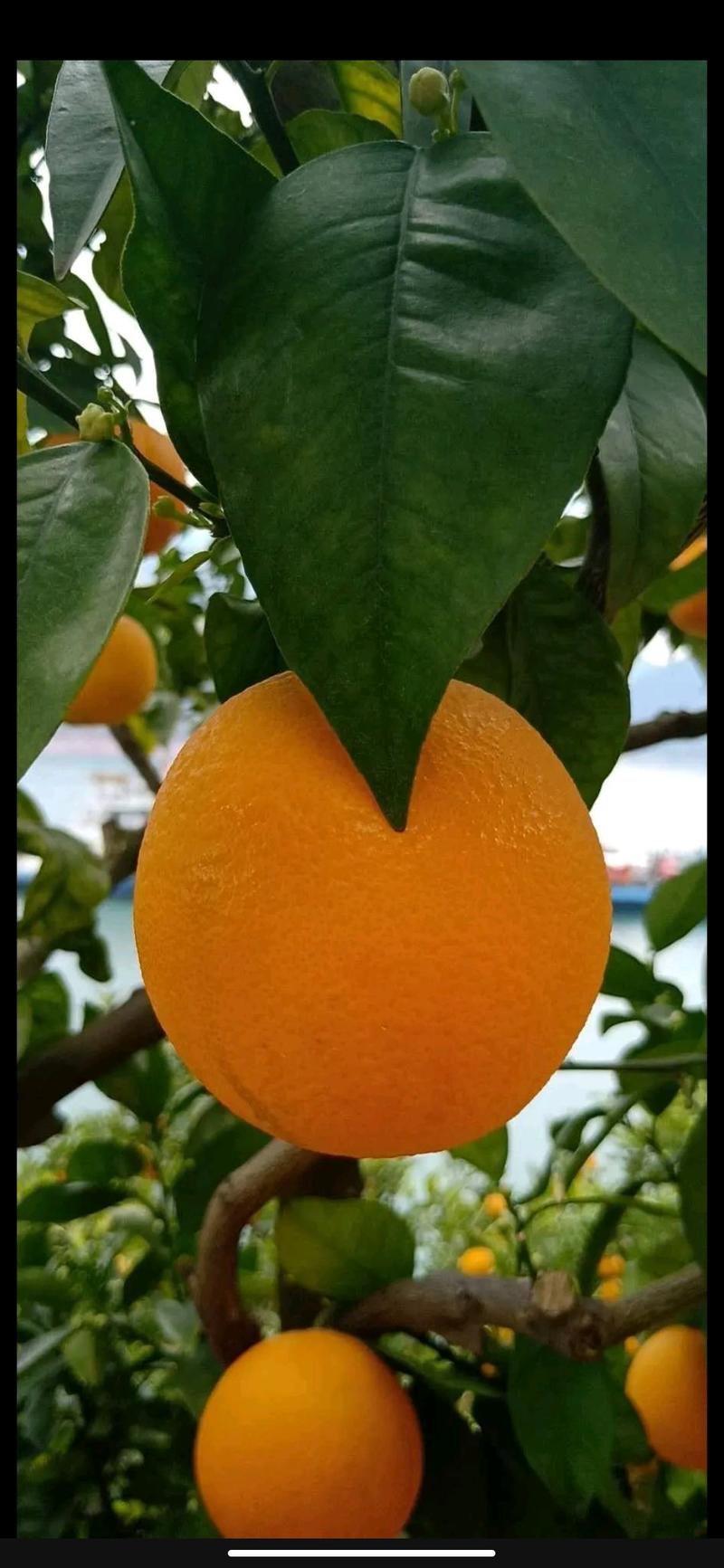 【脐橙】湖北长虹脐橙产地直发量大从优品质保证物美价廉欢迎