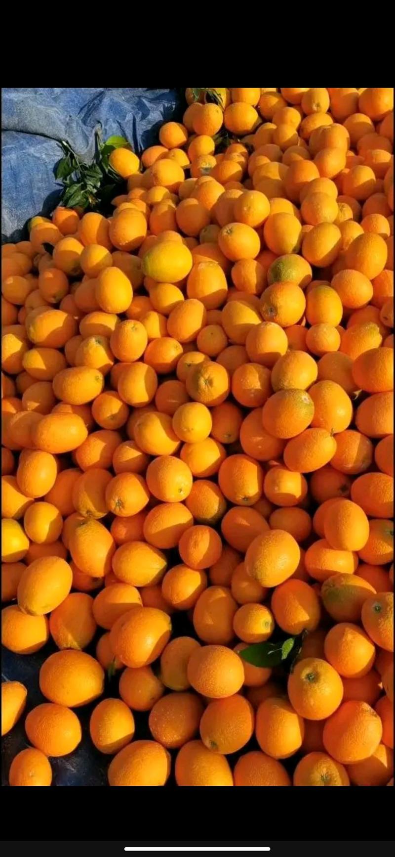 【脐橙】湖北长虹脐橙产地直发量大从优品质保证物美价廉欢迎