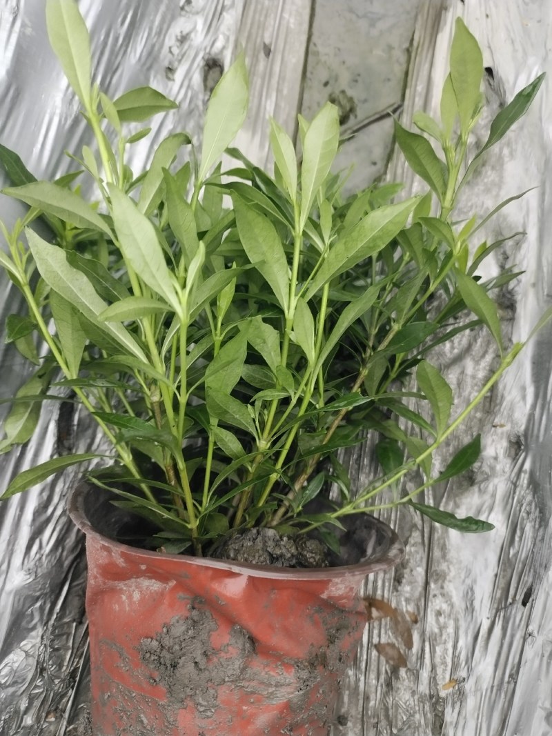 批发小栀子海栀子花杯苗地苗地被自产自销栀子花一手货源